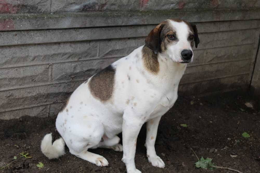 014895 Rogaś do adopcji