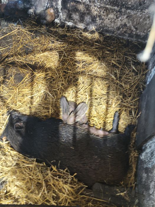 Prosiaki wietnamskie