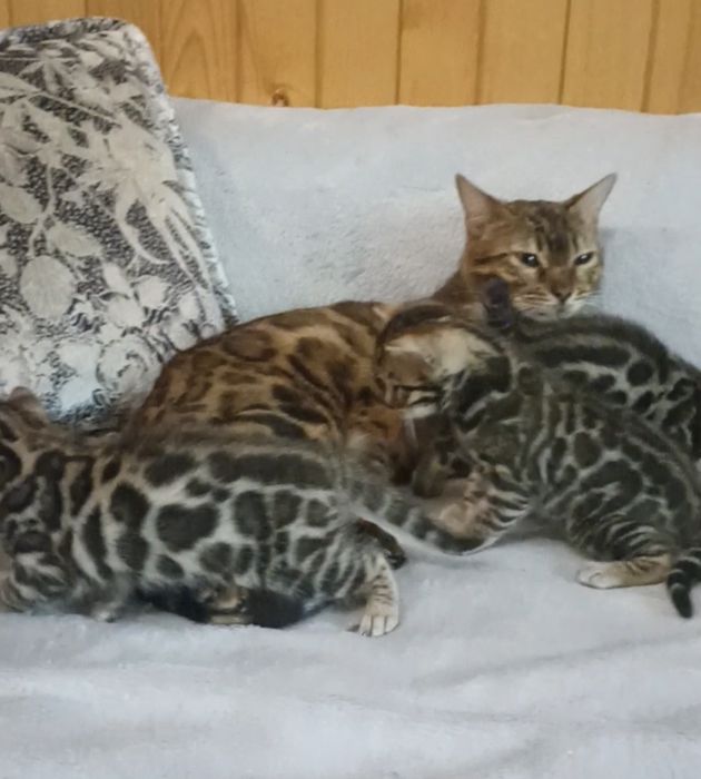 Бенгальские котята, бенгальські кошенята