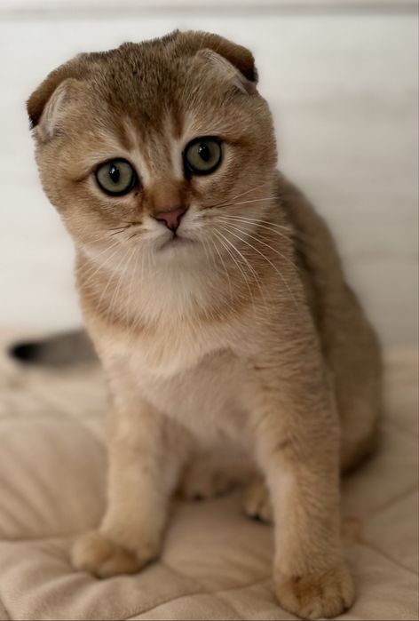 Золотая шиншилла мальчик