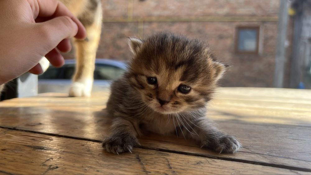 Котик (дівч.) в добрі руки