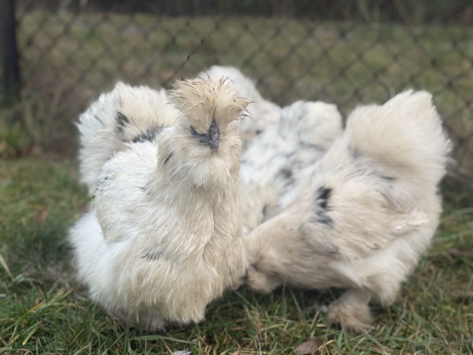 Silki jedwabiste paint kury