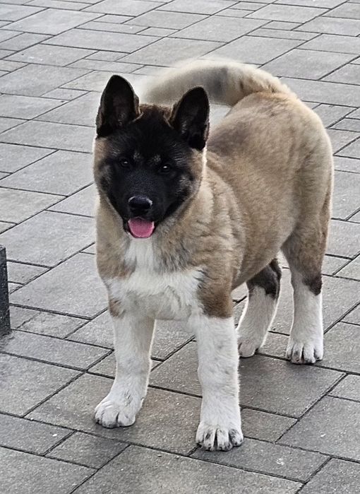 Akita Amerykańska Piesek