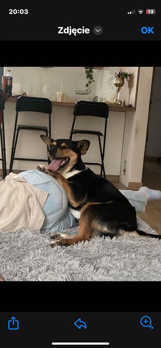 Oddam bardzo przyjacielską starszą suczkę Lilę