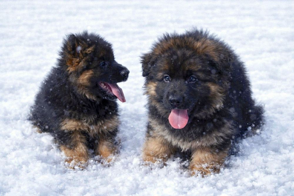 Owczarek niemiecki długowłosy- pies