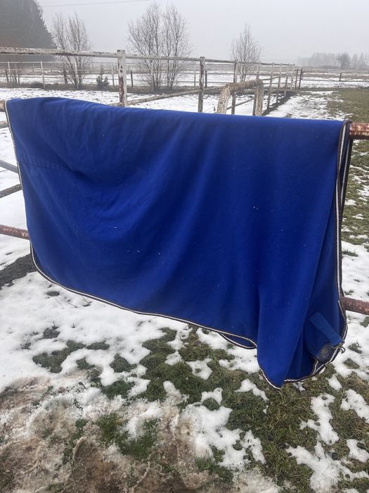 Niebieska derka polarowa