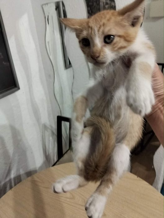 Gatinhos Para Dar