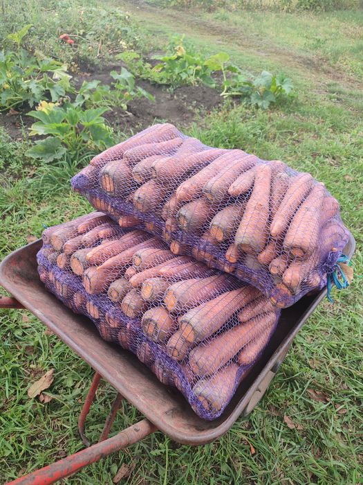 Морква домашня (Абако, Оленка)