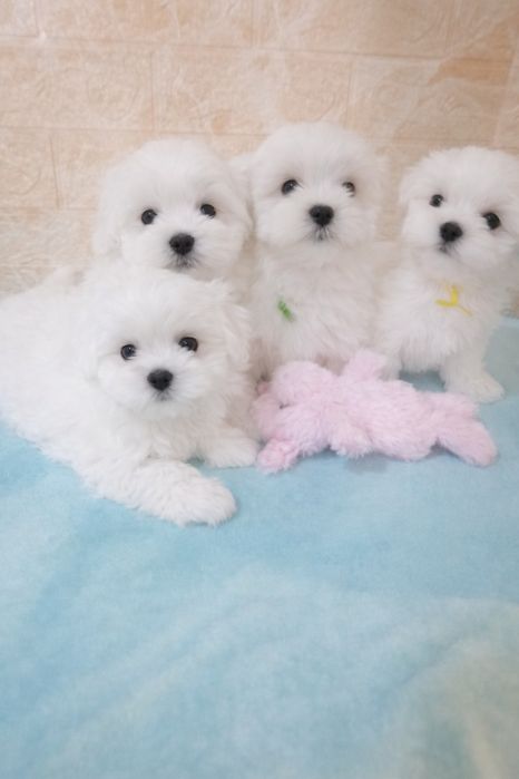 Цуценята мальтийської болонки