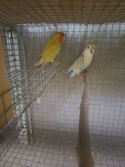 Vendo casais de agapornis