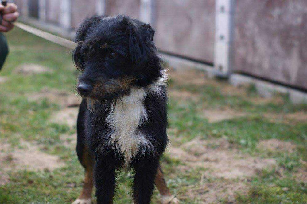 Tricolor CUDNY Rex od 2014 r w schronisku