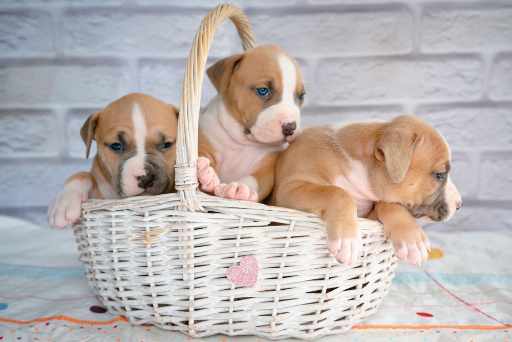 Ваша мрія породний малюк ам.стаффа