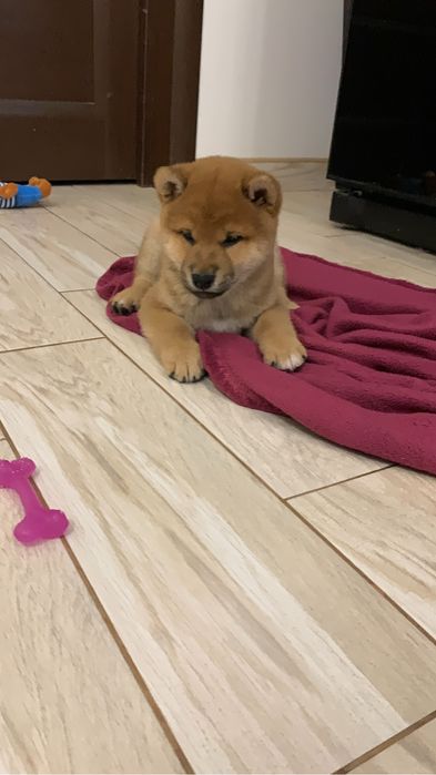 Маленький красень шиба іну, shiba, сіба
