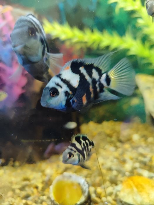 Блакитний папуга (Polar Blue Parrot Cichlid).
