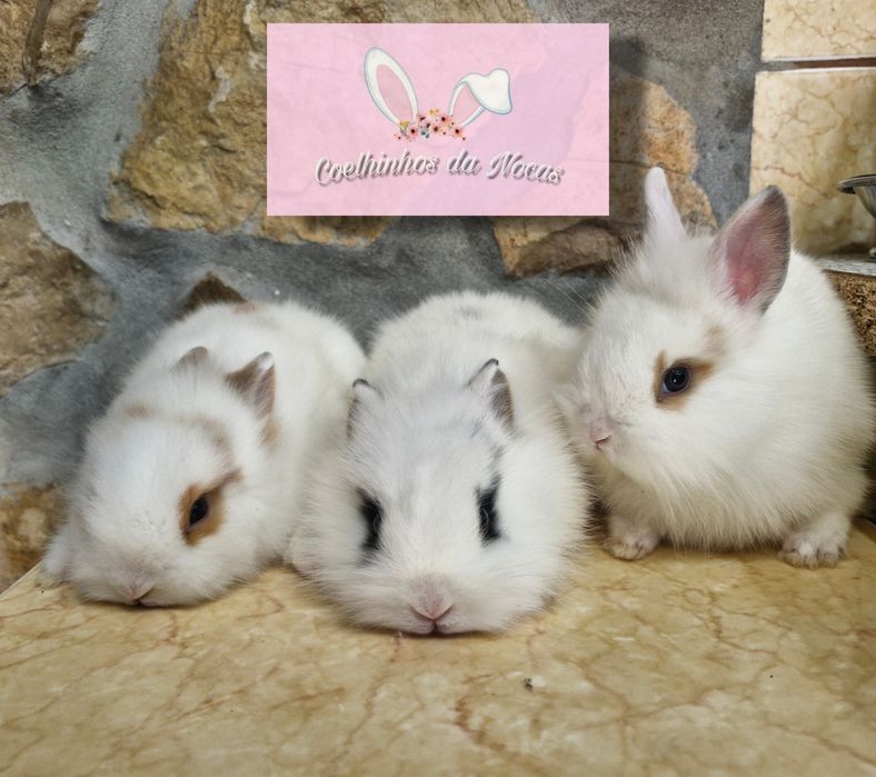 Coelhas anas mini leon head