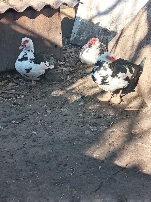 Продам качки шипуни