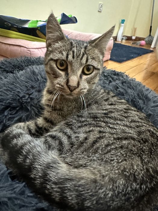 2 Gatinhos de 5 meses para adoção responsável