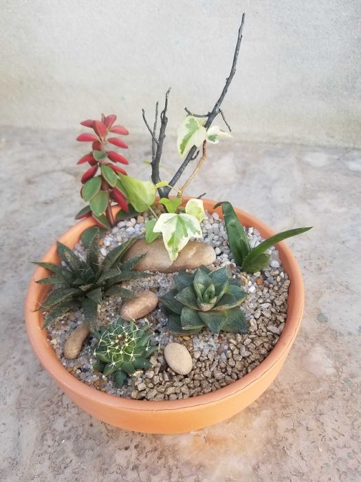 Arranjo de Suculentas