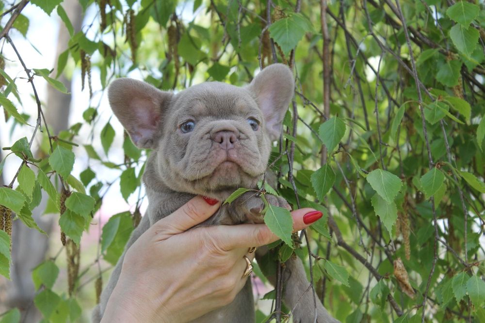 Хлопчик віп якість