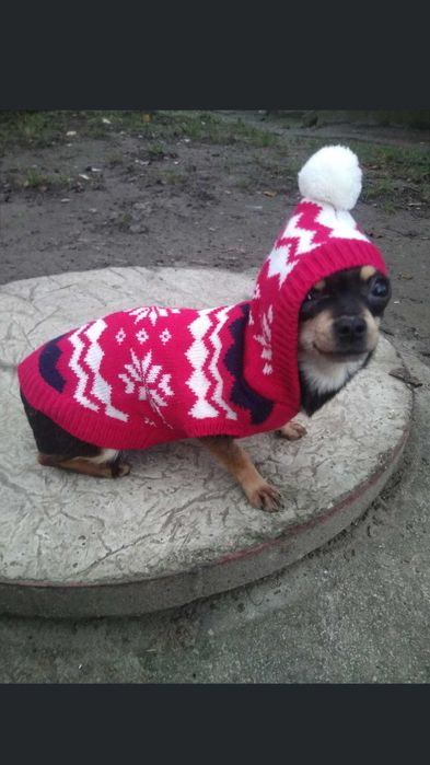 Продам чихуахуа девочек