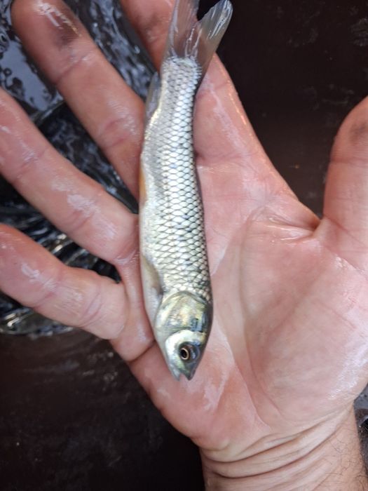 Narybek karp lin amur tołpyga