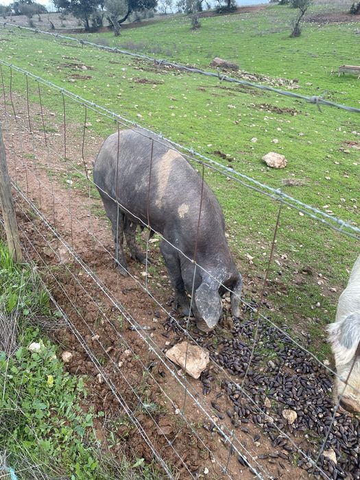 Porca vermelha  de cria