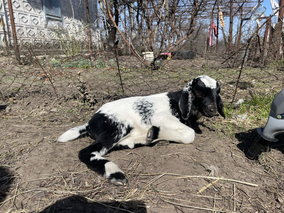 Козенята продам % нубійці
