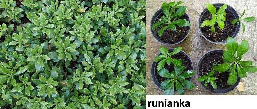 Zestaw kopytnik, runianka, przywrotnik,, dąbrówka, gajowiec