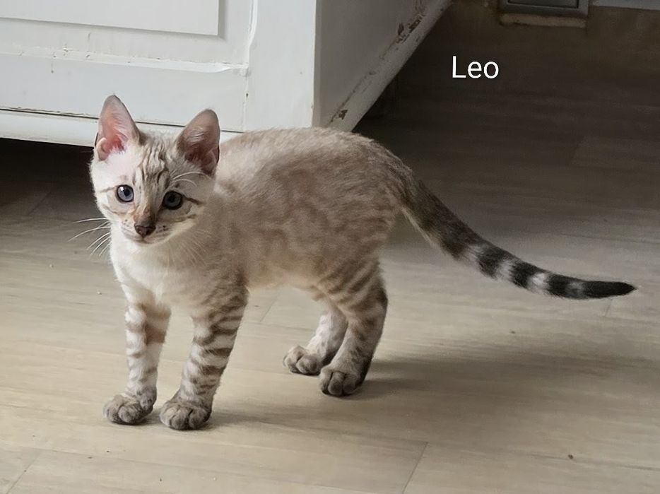Biały lampart - LEO