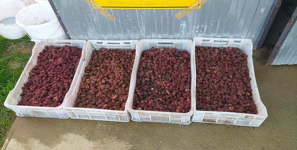 Pestki, ziarno brzoskwini  rakoniewicka