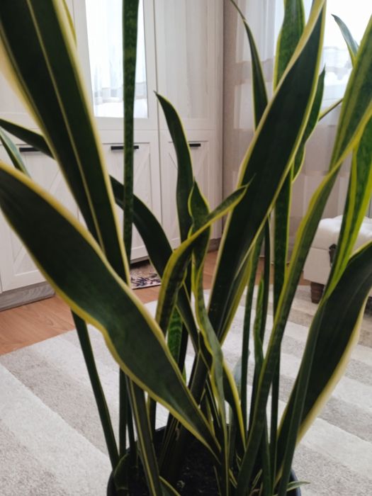 Сансеєверія -невибаглива красуня