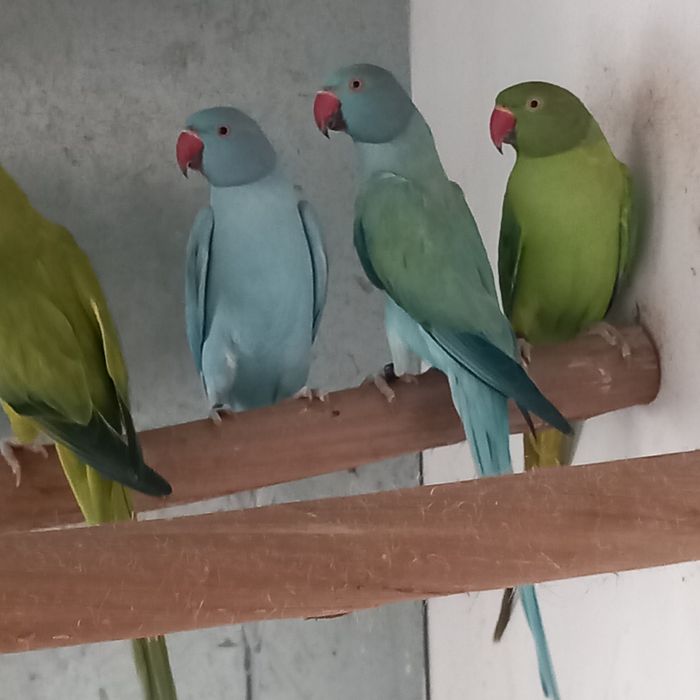 Ring necks / Alexandrinos