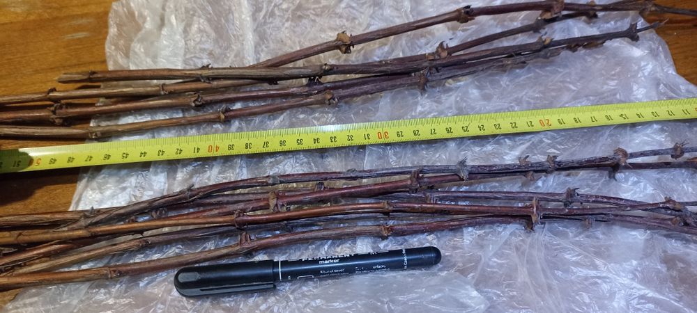Черенки ,живці , чибуки жимолості ,Жимолость черенки гілочки жимолости