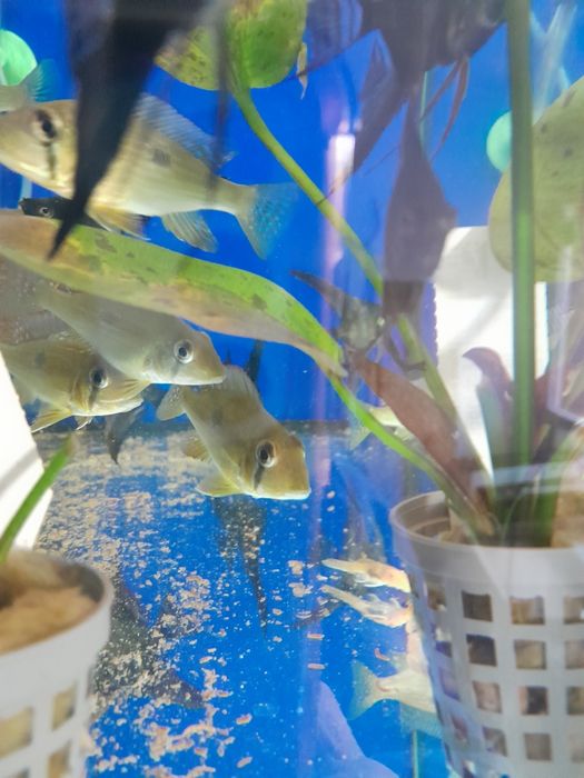 Ziemiojad geophagus  taeniopareius 4-5 cm