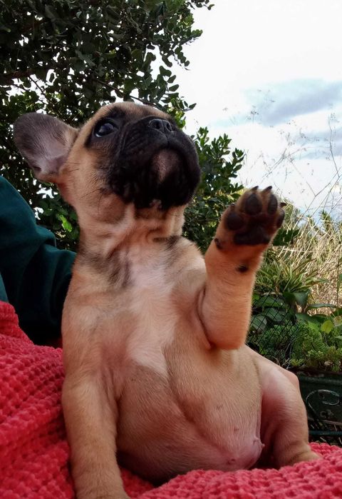 Buldogue Francês lindo de morrer