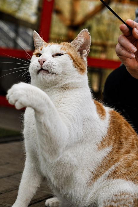 Sześcioletni Wincent do adopcji