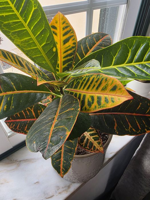 Codiaeum variegatum/ Cróton Petra