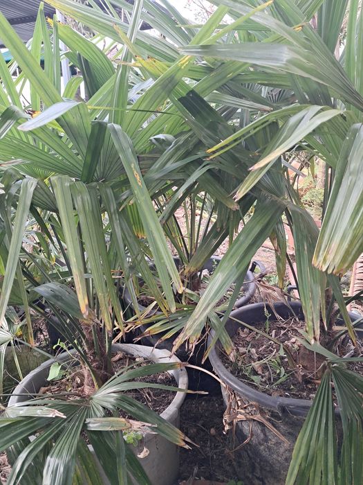 Vendo palmeiras para jardim ou bermas de estradas/caminhos