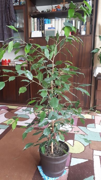 Fikus Benjamin 125 cm z donicą
