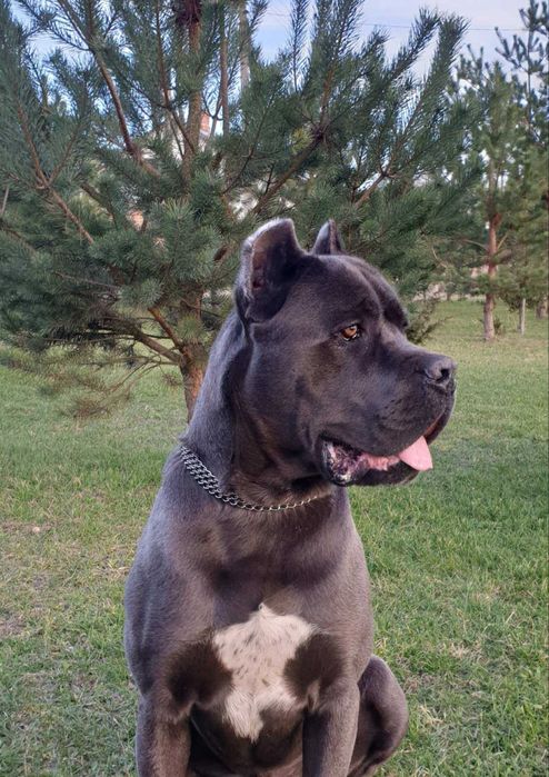 В'язка. Кане корсо