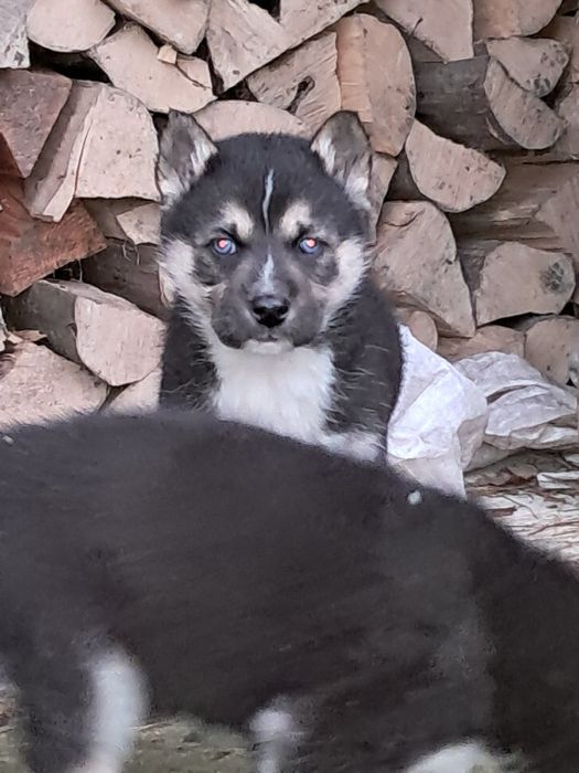 Хаскі…………………………..