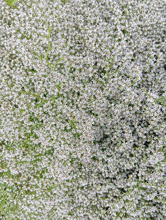 suchy kwiat zatrwian tatarski 2025