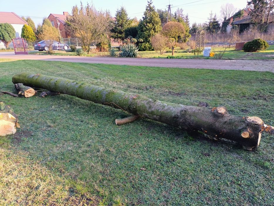 Kłoda daglezja 6.5m ścięta koniec lutego '24
