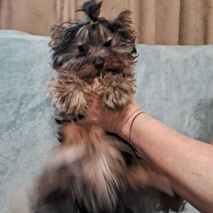 Йорки, хлопчики, малюки