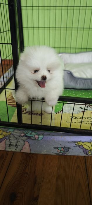 Szpic miniaturowy, pomeranian - biały piesek