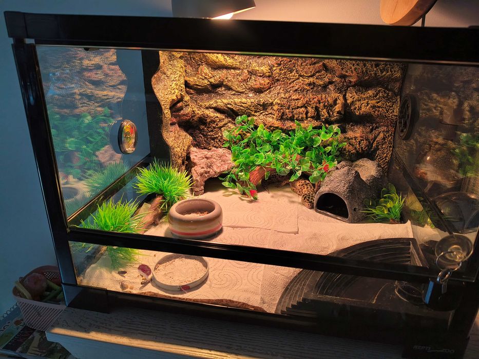 Terrarium + gekon