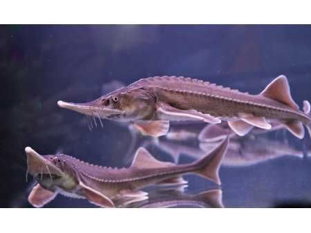 MISIEKZOO Ryby Oczko - Jesiotr Syberyjski