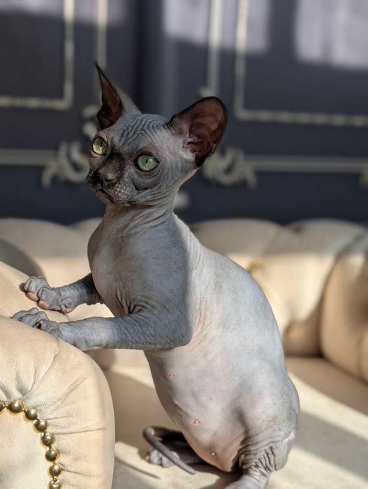 Tarantino uroczy chłopczyk. Sfinks. Dostępny w marcu