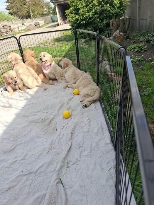 Piekny piesek Golden Retriever
