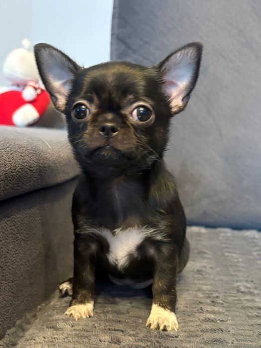 Chihuahua Sunia Czarna